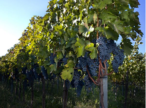 Vinogradi Vinarije Milosavljević